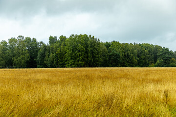 Obraz premium Ein herrliche Wanderung durch die einzigartige und farbenfrohe Landschaft der Osterheide - Bispingen - Niedersachsen - Deutschland