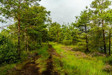 Ein herrliche Wanderung durch die einzigartige und farbenfrohe Landschaft der Osterheide - Bispingen - Niedersachsen - Deutschland