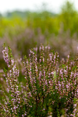 Ein herrliche Wanderung durch die einzigartige und farbenfrohe Landschaft der Osterheide - Bispingen - Niedersachsen - Deutschland