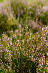 Ein herrliche Wanderung durch die einzigartige und farbenfrohe Landschaft der Osterheide - Bispingen - Niedersachsen - Deutschland