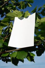Mockup of white A4 sheet on hazel tree branches. Branding poster blank in the leaves of a tree. Real photo of a blank isolated object for text or design placement
