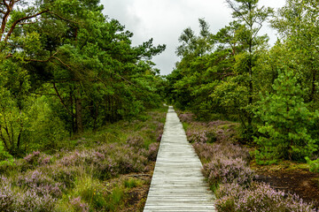 Obraz premium Ein herrliche Wanderung durch die einzigartige und farbenfrohe Landschaft der Osterheide - Bispingen - Niedersachsen - Deutschland