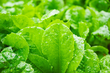 家庭菜園のチマサンチュ