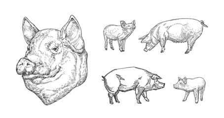 Pig with Piglets Domestic Animals Drawing Hand Drawn Engraving Style Cattle Silhouettes and Heads. Retro Vector illustrations Set Isolated © createvil
