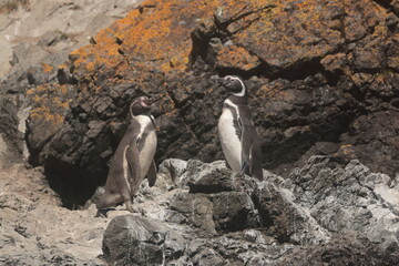 Magellanic and Humboldt Penguins at Chiloe Island in Chile