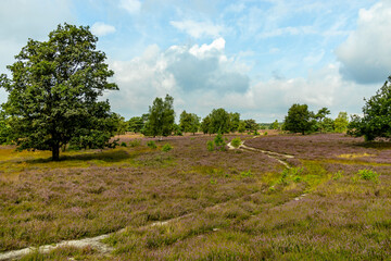 Ein herrliche Wanderung durch die einzigartige und farbenfrohe Landschaft der Osterheide - Bispingen - Niedersachsen - Deutschland