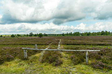 Ein herrliche Wanderung durch die einzigartige und farbenfrohe Landschaft der Osterheide - Bispingen - Niedersachsen - Deutschland