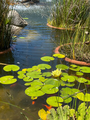 Water lilies