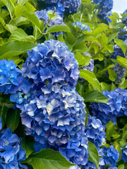 blue hydrangea flowers