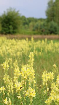 Meadow with yellow toadflax (Linaria vulgaris) flowers. Vertical video.