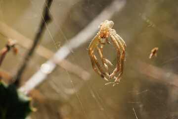 Exoesqueleto de araña colgado en telaraña despues de la muda de piel, Bocairente, España