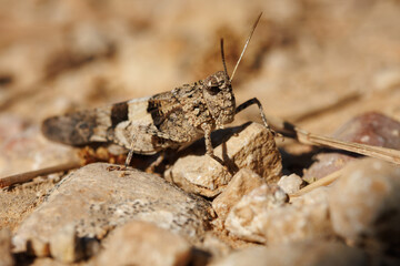 Saltamontes de alas azules Oedipoda caerulescens camuflado entre rocas y tierra, Bocairente, España