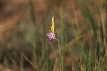 Mariposa Colias croceus polinizando flores en el parque natural Sierra de Mariola, Bocairente,...