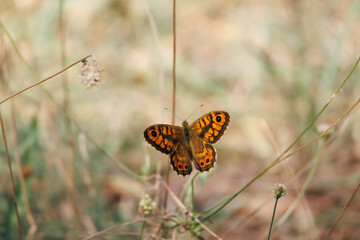 Obraz premium Mariposa Lasiommata megera entre la hierba del sotobosque en el parque natural Sierra de Mariola, Bocairente, España