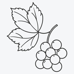 Elegant Redcurrant Line Art ,Minimalist Fruit Illustration