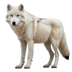 Obraz premium wolf isolated on white background
