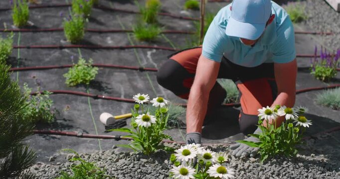 Gardening In Spring: Planting Daisies and Maintaining Landscape and Intalling Drip Irrigation