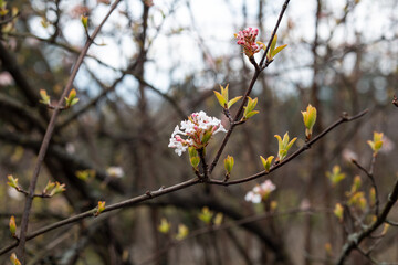 Blooming viburnum on a sunny day in the botanical garden