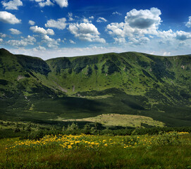 slope of the Chornohirsky ridge alpine landscape, yellow flowers meadow, Carpathians, Ukraine.