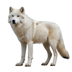 Obraz premium wolf isolated on white background