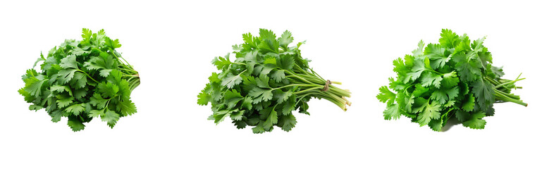 Fresh Coriander Herb on Transparent Background