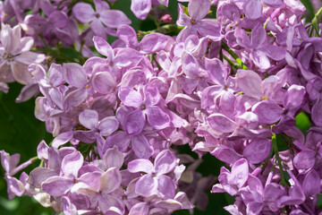 Common lilac flowers close-up, Syringa vulgaris, selective focus.