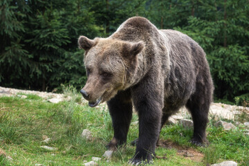 Fototapeta premium Large Brown bear (ursus arctos) on the forest background, animal in the wild. National Nature Park Synevyr, Carpathian mountains, Brown bears rehabilitation center, Transcarpathian region, Ukraine