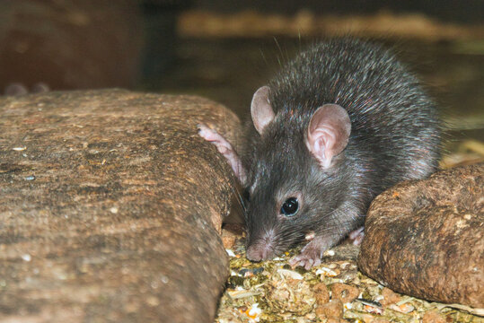Ratte zwischen Steinen in einer Scheune bei der Aufnahme von Futter 