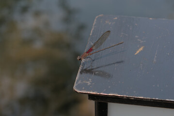 American Rubyspot on black metal piece
