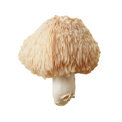 Lion's Mane Mushroom on a White Transparent Background PNG