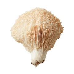 Lion's Mane Mushroom on a White Transparent Background PNG