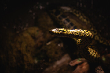 Yellow anaconda