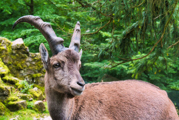 Portait eines Steinbockes