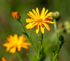 Small-flowered marigolds grow in nature