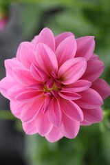 Fototapeta premium Beautiful close-up of pink dahlia flower.