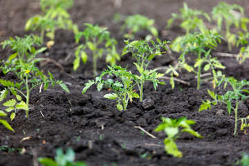 Tomato seedlings in the ground in the garden