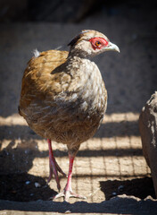 Portrait of a female pheasant in the zoo