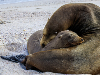 Kuschelnde und schlafende Seebären