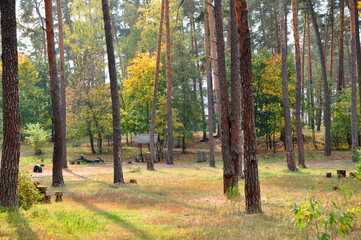 Central park in autumn. Autumn landscape. Fall nature landscape. Autumn nature in Central park. Seasonal fall landscape. Park autumn tree and bush in New York. Beautiful fall