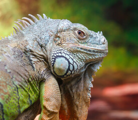 Portrait of an iguana in the zoo