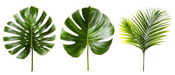 assorted tropical leaves isolated png transparent  background
