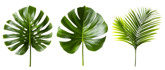 assorted tropical leaves isolated png transparent  background