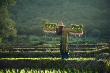 Asian farmer carrying seedlings on his back walking through the terraced fields, foggy in the...
