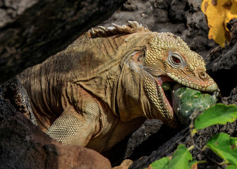 Fressender Leguan