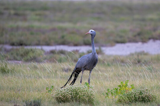 Blue Crane (Grus paradisea), also known as the Stanley crane and the paradise crane searching for food on the plains near the Pan in Etosha National Park in Namibia