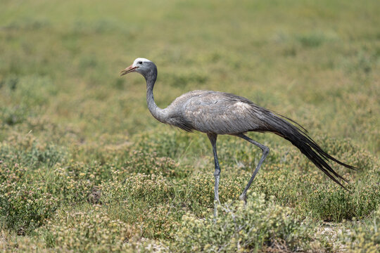 Blue Crane (Grus paradisea), also known as the Stanley crane and the paradise crane searching for food on the plains near the Pan in Etosha National Park in Namibia