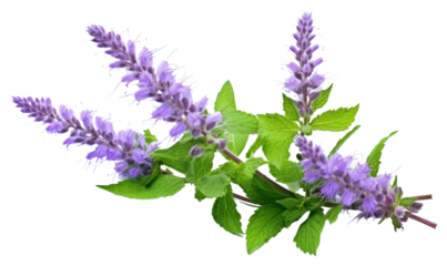 PNG Lavender blossom flower plant.