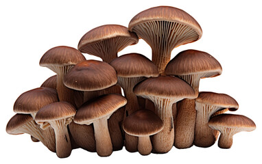 Fototapeta na wymiar PNG Mushroom fungus plant white background.