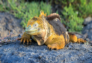 Galapagos Landleguan