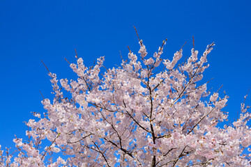 Sakura in blue against a sky with a lone tree. Cherry flower blossom concept. Sakura blossoming in the blue sky. Sakura blossoming in the blue sky lifestyle.